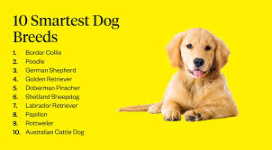 The Top 10 Most Intelligent Dog Breeds