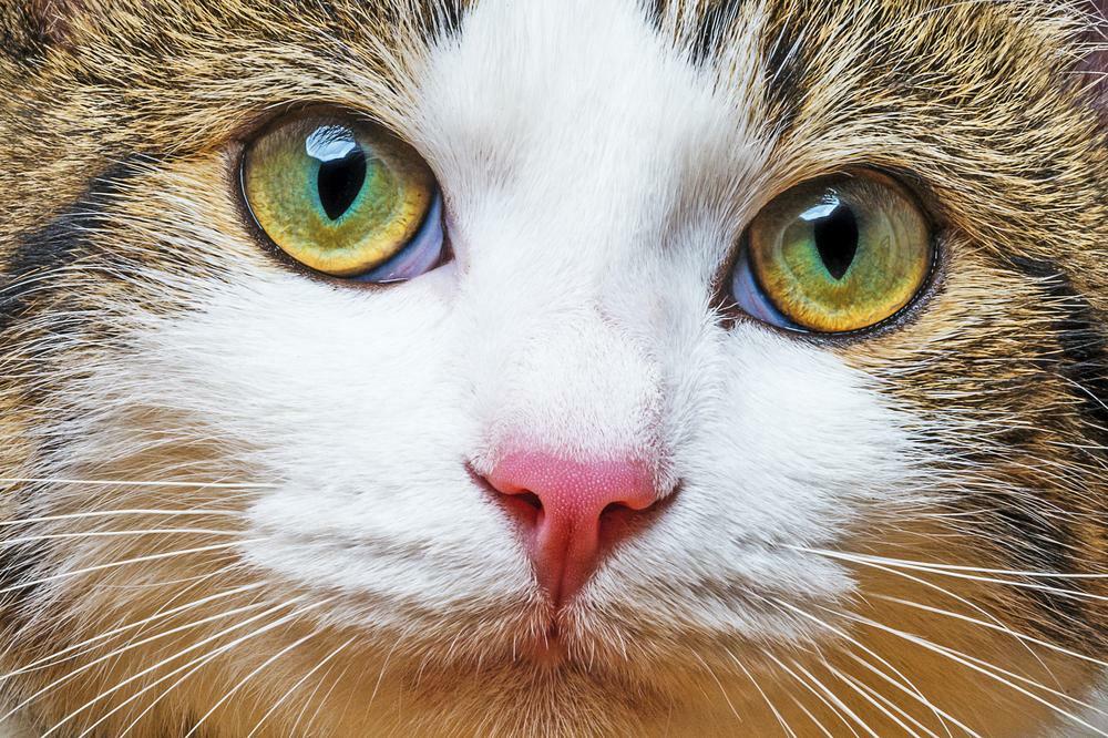 Debunking Common Cat Myths