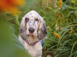 The Art of Pet Photography: Tips and Tricks