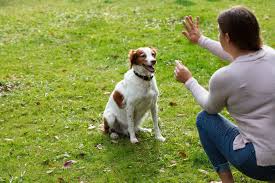 Training Your Pet: Positive Reinforcement Techniques